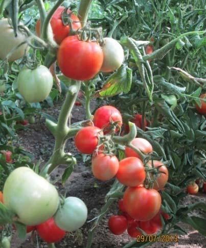 SOIUL DE TOMATE ARGEŞ 123 Unitatea elaboratoare: INSTITUTUL NAŢIONAL DE CERCETARE DEZVOLTARE PENTRU BIOTEHNOLOGII ÎN HORTICULTURĂ, ŞTEFĂNEŞTI, ARGEŞ Autori: Adriana Bădulescu, I.