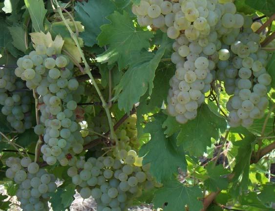 Domeniul de aplicabilitate: Viticultură, Oenologie, în obţinerea vinurilor albe de