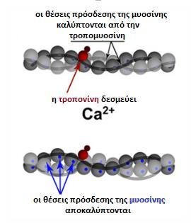 της τροπονίνης C (από το Calcium), η οποία παρουσία ιόντων ασβεστίου (1) αλλάζει τη χωροδιάταξη ολόκληρου του μορίου, (2) επιδρά πάνω στην τροπομυοσίνη έλκοντάς την και (3) αποκαλύπτει τη μυοσινική