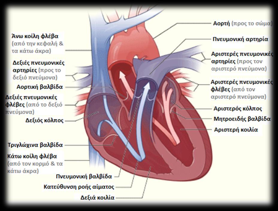 Κεφάλαιο 1: Καρδιακή Λειτουργία 1.1 Μακροσκοπική θεώρηση 1,2 Η καρδιά είναι το κεντρικό όργανο του κυκλοφορικού συστήματος.