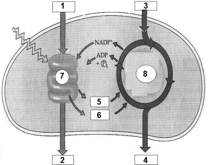 ε) Να εξηγήσετε τον ρόλο των συνενζύμων NAD + και FAD στις διαδικασίες της αερόβιας αναπνοής.