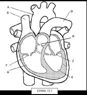 III) Να ονομάσετε το μέρος του σώματος στο οποίο παράγονται τα έμμορφα συστατικά του αίματος. Ερυθρός μυελός των οστών (0,5 μονάδα ) β) Το σχήμα 12.1 απεικονίζει την καρδιά του ανθρώπου.
