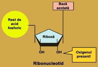 Genomul nuclear Secvenţele necodificatoare ale genomului uman SECVENŢE OBLIGATORII -Gene structurale (codificatoare de proteine) -Gene pentru ARNt, ARNr; -Palindromi; - ADN satelit (c,t ) SECVENŢE