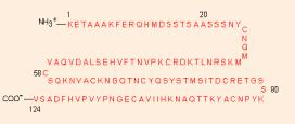 ribonucleazei A (RNase A) Arhitectura proteinelor