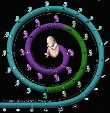 Sisteme de organe Obiectul BIOLOGIEI MOLECULARE Organe Ţesuturi Celule Macromolecule Micromolecule 7 46 23 mol 46 mol mol 46 mol 23 ADN ADN ADN ADN 46 mol ADN 46 mol ADN Celule limfatice 374 Celule
