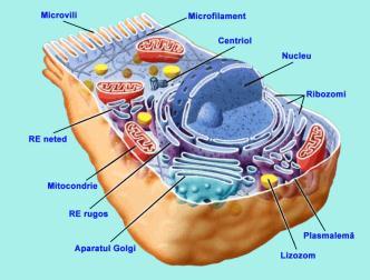 mitocondrial, mici inelare inelară, fixată de membrana Expresia IG plasmatică