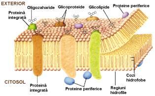 . Structura macromoleculelor Structura primară lanţ de mai mulţi monomeri uniţi prin legături covalente Structura secundară Plicaturarea lanţului polimeric legături de hidrogen Structura terţiară