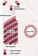 Forma globulară Structura macromoleculelor Structura cuaternară a proteinelor Combinarea funcţională a mai multor