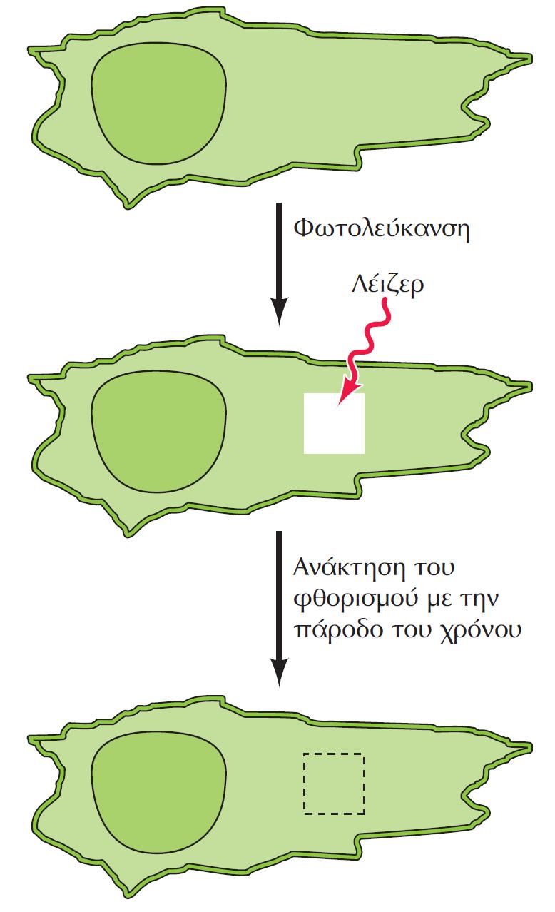 Τεχνική της ανάκτησης φθορισμού μετά από Φωτολεύκανση (FRAP) FRAP: Fluorescence Recovery After Photobleaching) Διάφορες τεχνικές αναπτύχθηκαν για την καταγραφή των ΚΙΝΗΣΕΩΝ και ΑΛΛΗΛΕΠΙΔΡΑΣΕΩΝ