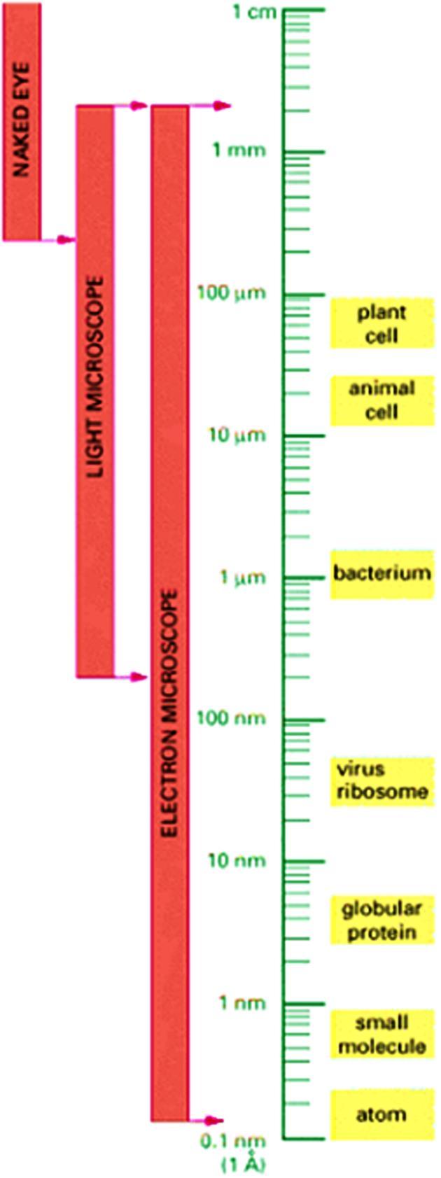 Ι. ΤΑ ΜΙΚΡΟΣΚΟΠΙΑ & ΣΥΓΚΡΙΤΙΚΗ ΜΕΓΕΝΘΥΣΗ 0.2 mm (200 μm) Ελάχιστο διακριτό όριο δια γυμνού οφθαλμού 1 m = 10 3 mm = 10 6 μm = 10 9 nm ΚΥΤΤΑΡΑ 0.