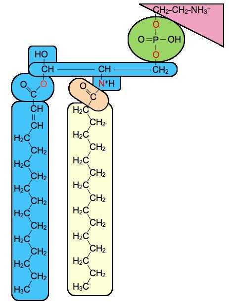 Fosfoesfingolípidos Tema 3 Os fosfoesfingolípidos son ésteres de ceramida e un composto polar formado por ácido fosfórico e un aminoalcohol.