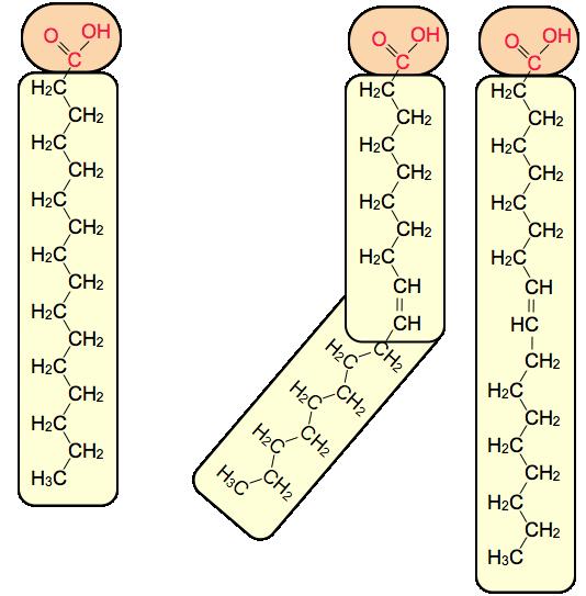 Os ácidos graxos Tema 3 Os ácidos graxos son ácidos orgánicos monocarboxílicos formados por unha cadea hidrocarbonada lineal e un grupo carboxilo terminal que lle dá carácter ácido.