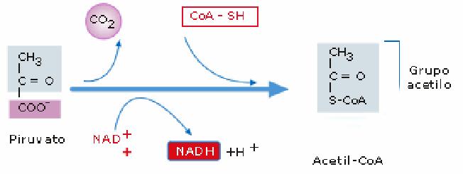 2. DESCARBOXILACIÓN N OXIDATIVA DO ÁCIDO PIRÚVICO Tras a glicólise, o ácido pirúvico, en presencia de osíxeno pasa