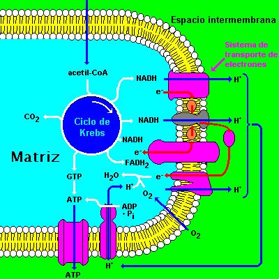 Tanto o NADH como o FADH 2 ceden os electróns á cadea de transportadores e, a medida que pasan dun transportador a outro, os electróns van liberando enerxía.