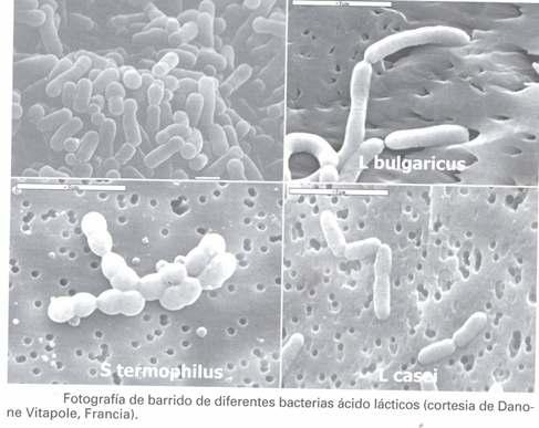 Fermentación láctica A realizan as bacterias lácticas e as células