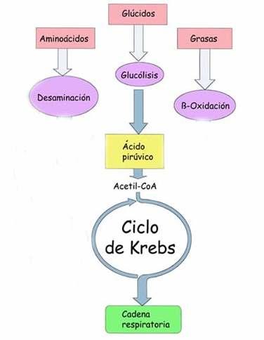 Cadea carbonada Desaminación y transaminación Glicerina Ácidos graxos CO 2 e productos nitroxenados Enerxía H 2