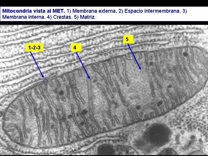 A glicolise ten lugar no citosol.