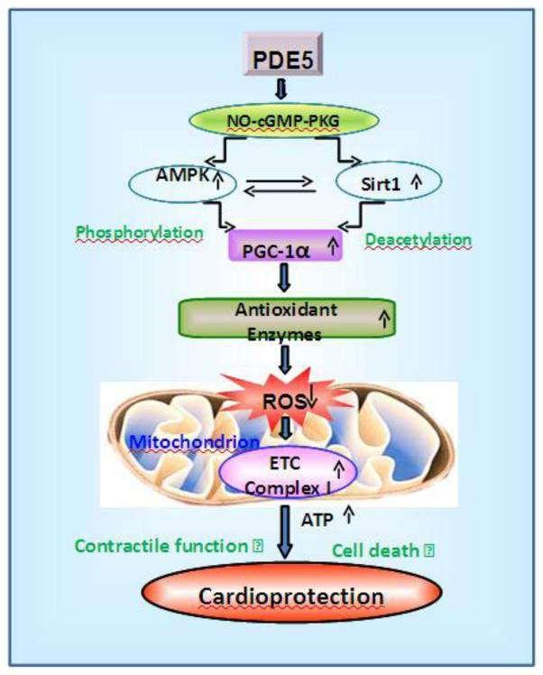 Das A, et al: Pharmacol