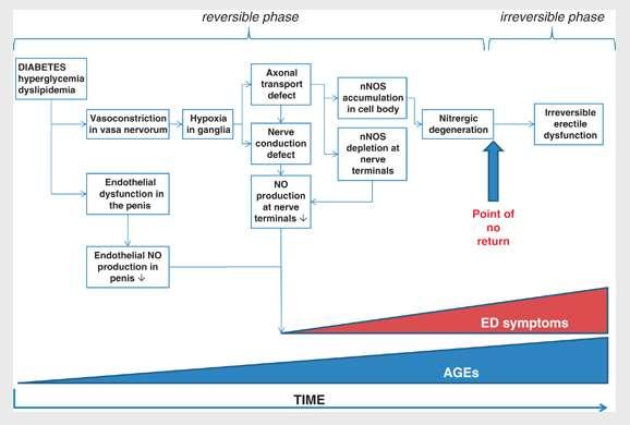 Diabetes mellitus and ED: point of no return PDE5 inhibitors