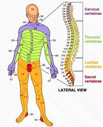 Σωματοαισθητικό Σύστημα 31 ζεύγη νωτιαίων νεύρων (spinal nerves) εξέρχονται μεταξύ των σπονδύλων