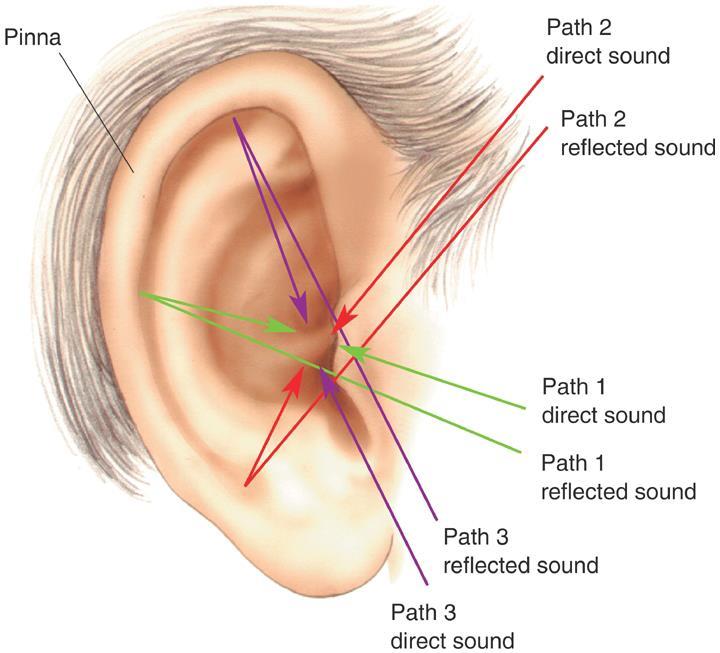 Ακοή Κωδικοποίηση της Κατεύθυνσης Εντοπισμός Πάνω-Κάτω (ανύψωση) Το σχήμα του έξω αυτιού
