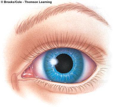 Όραση Το μάτι εξωτερικά Κόρη (Pupil) Κυκλικό άνοιγμα από το οποίο εισέρχεται το φώς στο μάτι Ίριδα (Iris) Ελέγχει το πόσο φως εισέρχεται στο μάτι