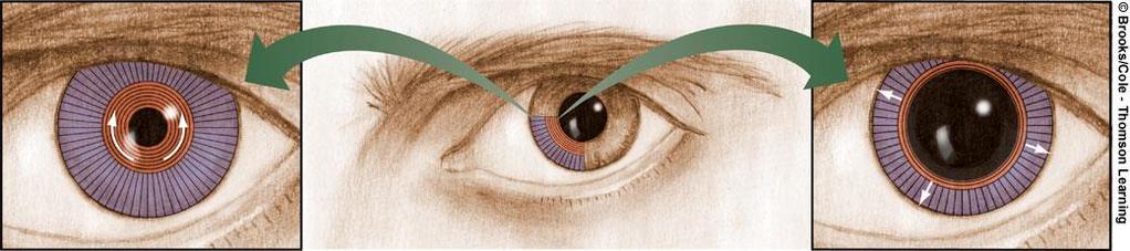 tear drainage Pupil Iris Lacrimal Glands (under eyelid) Sclera Parasympathetic stimulation + Sympathetic stimulation + Circular (constrictor) muscle