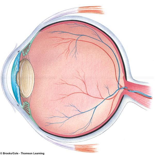Όραση Το μάτι εσωτερικά Σφαιρικό γεμάτο με υγρό Περιβάλλεται από 3 στρώματα Σκληρός (Sclera)/Κερατοειδής (cornea) χιτώνας Σκληρός Χιτώνας (Sclera) Ο σκληρός συνδετικός ιστός γύρω από το μάτι