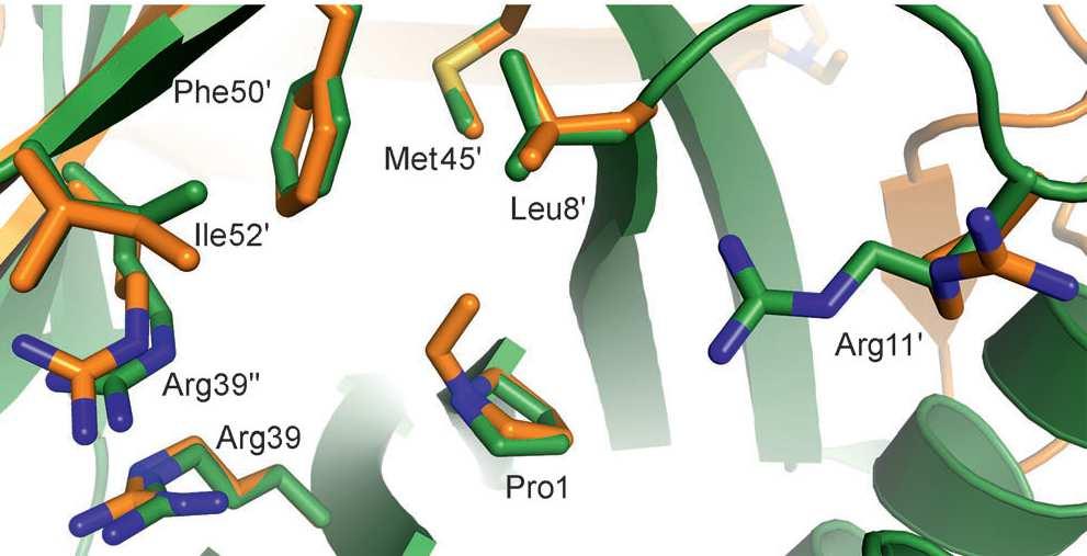 Slika 2.7 Prikaz konformacije aktivnog mesta 4-T bez supstrata (veze obeležene zelenom bojom), i kada je za enzim vezan acetaldehid (veze obeležene narandzastom bojom).