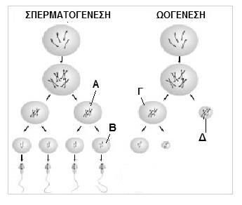 Να σημειώσετε τρεις (3) διαφορές ανάμεσα στη μίτωση και τη μείωση, που φαίνονται στο σχήμα 8.1... β) Το σχήμα 8.2 δείχνει τη διαδικασία γαμετογένεσης. ( μονάδες 3) ΣΧΗΜΑ 8.
