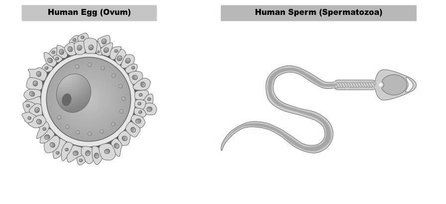 β) Να εξηγήσετε τον ρόλο της χοληστερόλης στη διατήρηση της ρευστότητας των βιολογικών μεμβρανών. Ερώτηση 4 ( μονάδες 2 ) α) Το σχήμα 4.