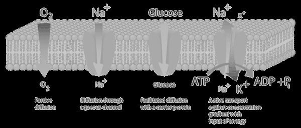 Ερώτηση 7 α) Το σχήμα 7.1. απεικονίζει τέσσερις ( 4) διαφορετικούς μηχανισμούς μεταφοράς μικρομοριακών ουσιών και ιόντων διαμέσου κυτταρικής μεμβράνης αερόβιου κυττάρου. ΓΛΥΚΟΖΗ ΓΛΥΚΟΖΗ ΣΧΗΜΑ 7.