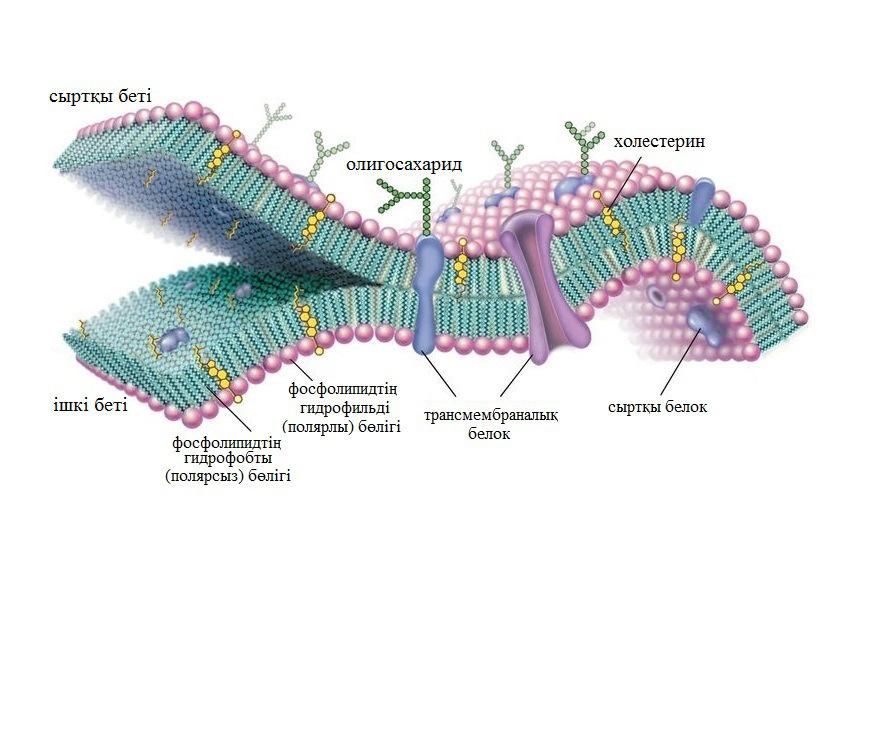 Клетка мембранасының құрамында (16 сурет) белоктардың кейбіреулерінің молекулалары липидтік қосқабаттың сыртына (сыртқы белоктар деп аталады), ал басқа белок молекулалары бүкіл мембрананың ішіне
