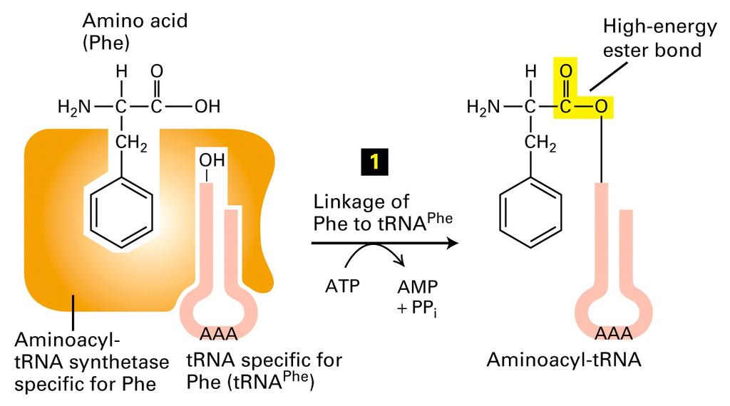 Aminoacil trna sintetaza Važna adaptorska molekula, koja pozna jezik genetičkog koda Povezuje određenu