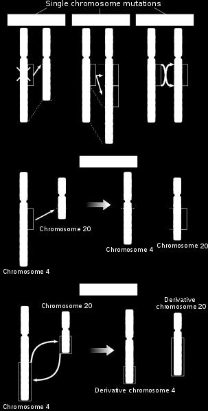 2. Kromosomski prerasporedi (makromutacije) Obuhvaćaju dio gena, gen, dio kromosoma,