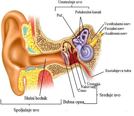 1.3. ГРАЂА И ФУНКЦИЈА ОРГАНА ЧУЛА СЛУХА На грађу органа чула слуха утицала је његова специфична функција која се састоји у пријему, преносу и трансформацији звука у нервне потенцијале.