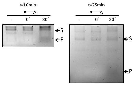 Αντιδράσεις RNA με πολυ(α)-ριβονουκλεάσες Προκειμένου να οπτικοποιήσουμε τη δράση της πολυ(α)-ριβονουκλεάσης PARN με υπόστρωμα το RNA γνωστής αλληλουχίας που