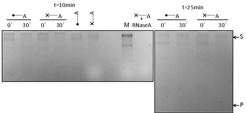 Εικόνα 16: Αντιδράσεις RNA ( m 7 GpppGL3(A30)) με PARN σε χρόνο t=10min και t=25min σε πηκτή αγαρόζης 3%.