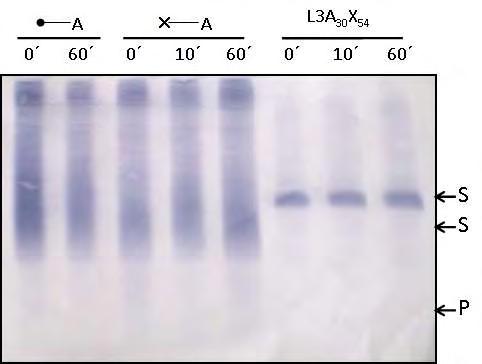 Εικόνα 18: Αντίδραση PARN με τα τρία υποστρώματα RNA σε χρόνο t= 0min, t=10min και t=60min σε πηκτή ακρυλαμιδίου 18%-ουρίας 7Μ. Ανίχνευση RNA σε μεμβράνη PVDF.