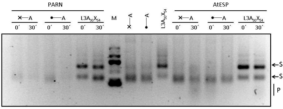 Πρόκειται για την AtESP, η οποία βρέθηκε στο Arabidopsis thaliana και χαρακτηριστικό αυτής είναι η ρύθμιση της από το κιρκάδιο ρολόι. Η δράση της απεικονίζεται στην Eικόνα 19.