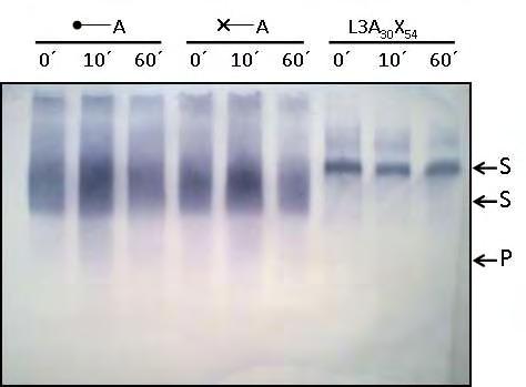 Εικόνα 20: Αντίδραση AtESP με τα τρία υποστρώματα RNA σε χρόνο t= 0min, t=10min και t=60min σε πηκτή ακρυλαμιδίου 18%-ουρίας 7Μ. Ανίχνευση RNA σε μεμβράνη PVDF.