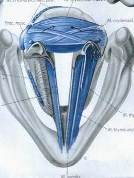 Увод M. vocalis (m.