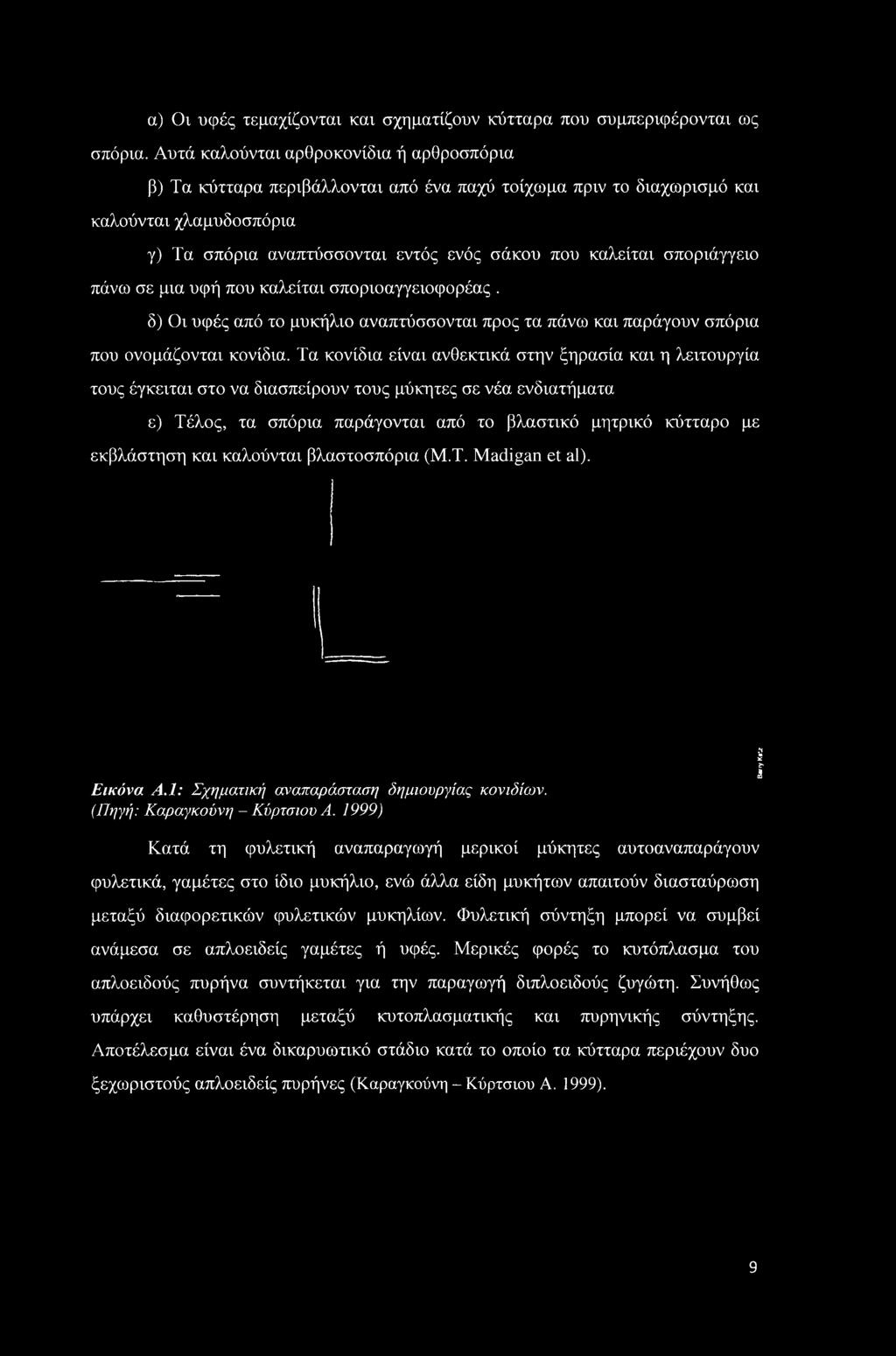 σποριάγγειο πάνω σε μια υφή που καλείται σποριοαγγειοφορέας. δ) Οι υφές από το μυκήλιο αναπτύσσονται προς τα πάνω και παράγουν σπόρια που ονομάζονται κονίδια.