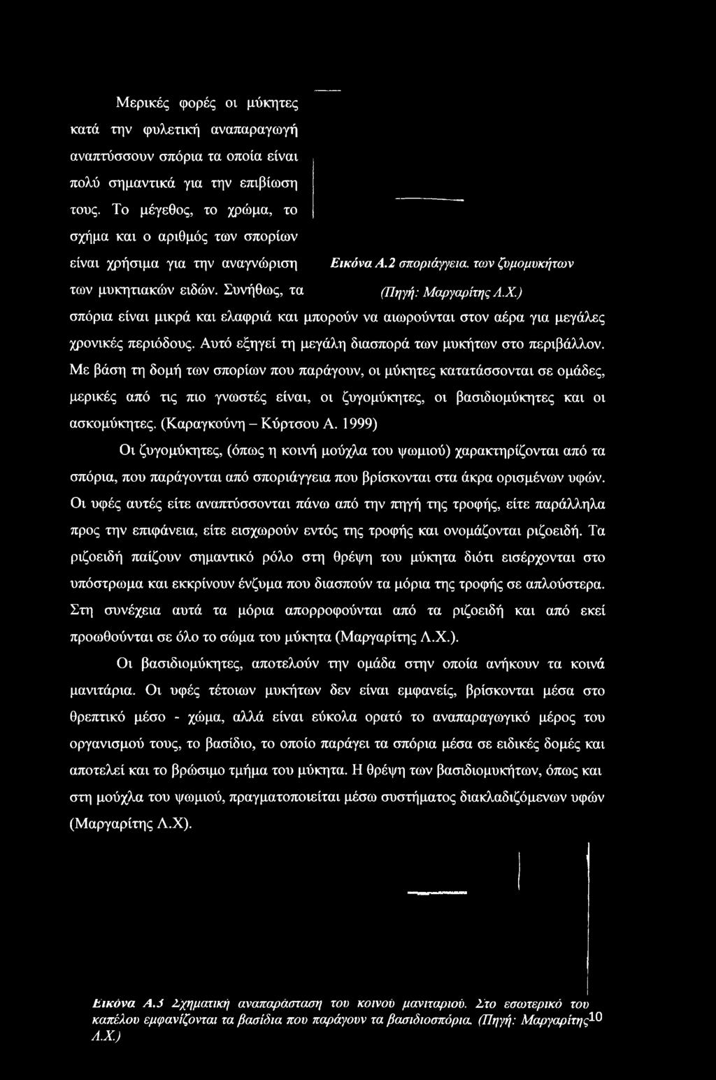 1999) Οι ζυγομύκητες, (όπως η κοινή μούχλα του ψωμιού) χαρακτηρίζονται από τα σπόρια, που παράγονται από σποριάγγεια που βρίσκονται στα άκρα ορισμένων υφών.