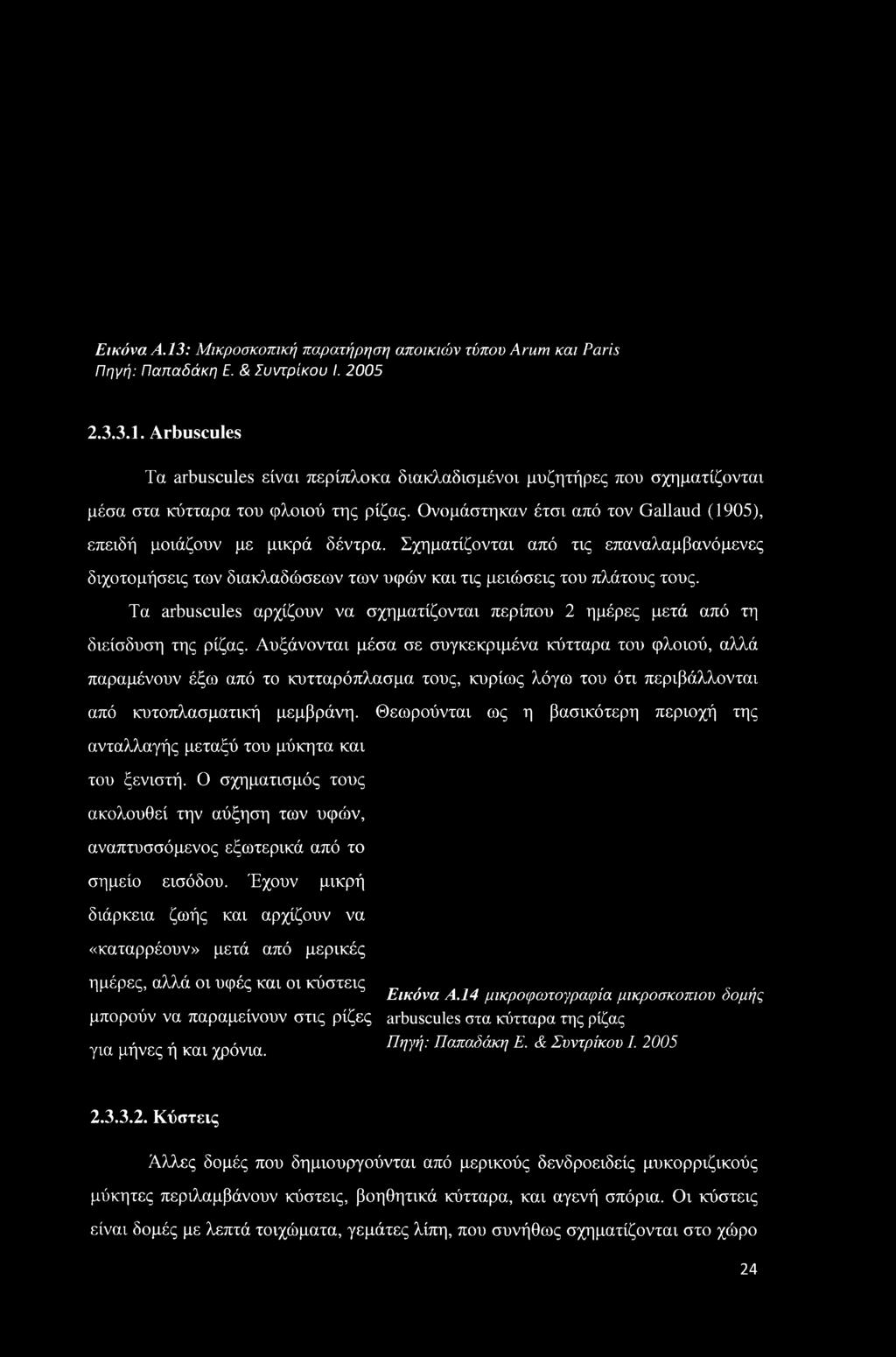 Αυξάνονται μέσα σε συγκεκριμένα κύτταρα του φλοιού, αλλά παραμένουν έξω από το κυτταρόπλασμα τους, κυρίως λόγω του ότι περιβάλλονται από κυτοπλασματική μεμβράνη.