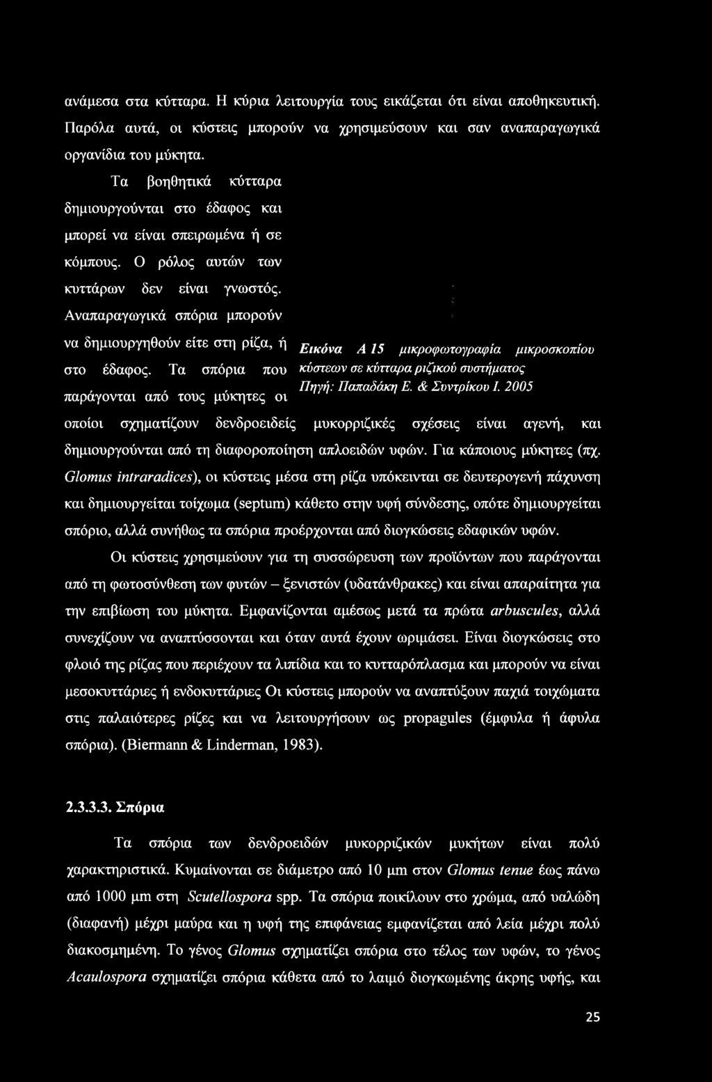 Αναπαραγωγικά σπόρια μπορούν να δημιουργηθούν είτε στη ρίζα, ή Ε[κόνα A J5 μικροφωτογραφία μικροσκοπίου στο έδαφος. Τα σπόρια που κύστεων σε κύτταρα ριζικού συστήματος,,, Πηγή: Παπαδάκη Ε.