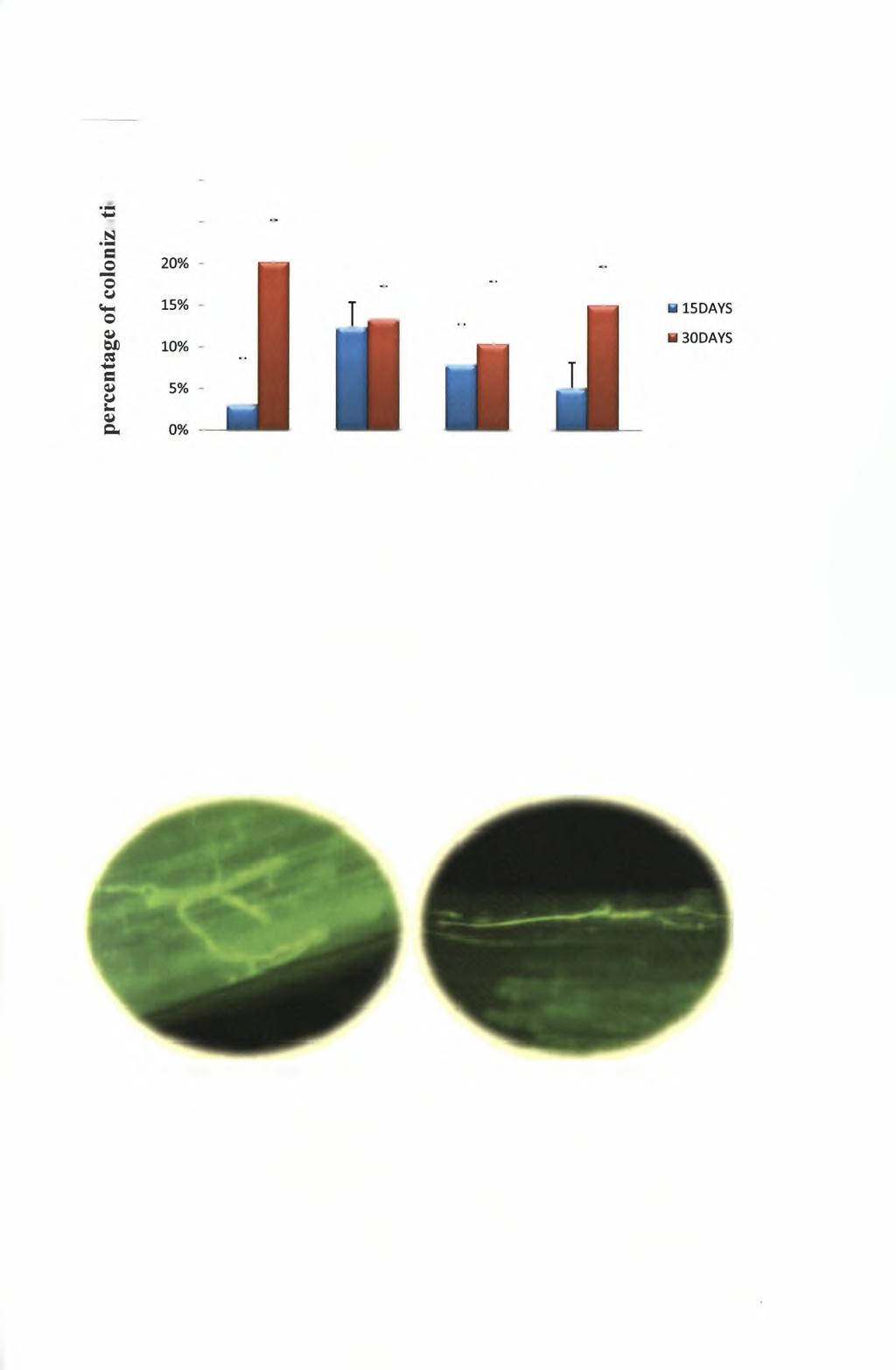 % colonization of AMF HYPHAE S 30% o «25% AMF AMF-FsK AMF1 - FsK2 FsKl-AMF2 Διάγραμμα Γ.