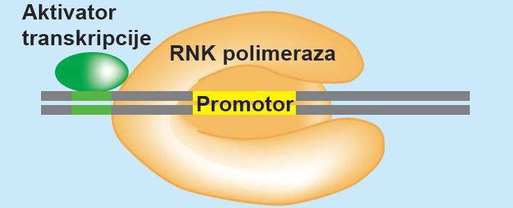 Aktivatori transkripcije U slučajevima kada svoje dejstvo ispoljavaju nakon vezivanja RNK polimeraze za promotor, aktivatori dovode do konformacione promene RNK polimeraze.