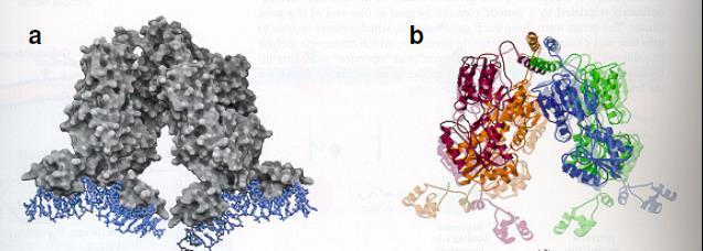 Regulatorni proteini transkripcije Pored alosterične promene enzima RNK polimeraze i regulatorni proteini mogu menjati svoju konformaciju.