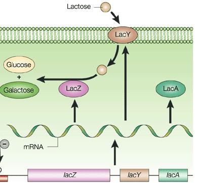 lacz gen kodira protein β-galaktozidazu koji razlaže laktozu na galaktozu i glukozu.